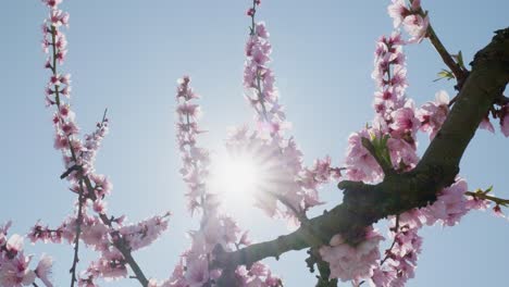 low angle shot of pink peach flower blossoms in spring season against bright sun star sakura