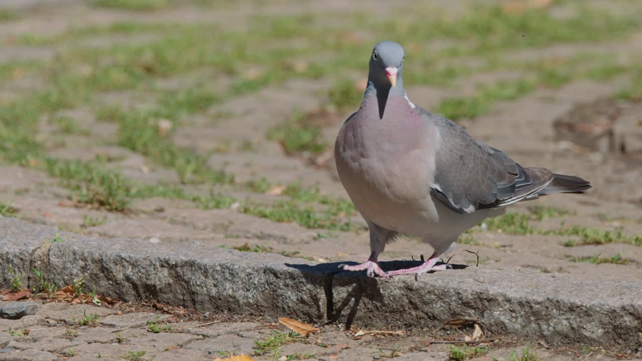 Gray wood pigeon walks on urban stone pavement in daylight, captured with steady, natural lighting