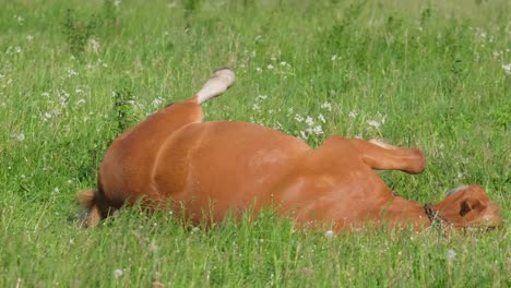 a young brown horse is playing on a green meadow an energetic horse turns over on its back a young brown horse is playing on a green meadow an energetic horse turns over on its back