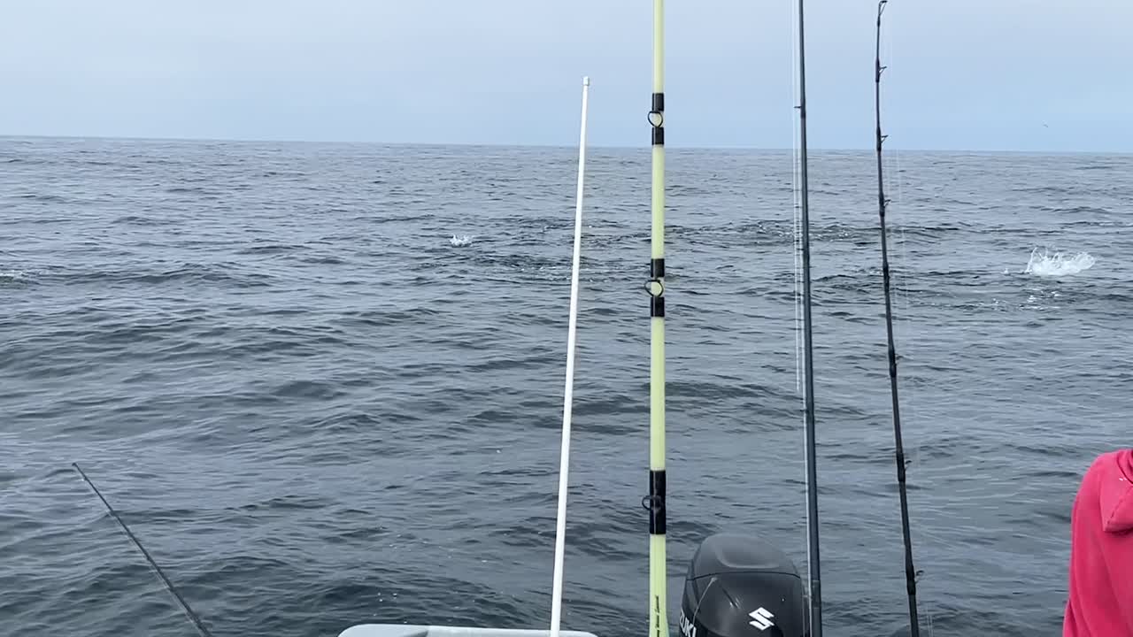 School of fish boiling on the surface, close-up of fishing rods on Cedros Island boat, serene ocean view during fishing activity