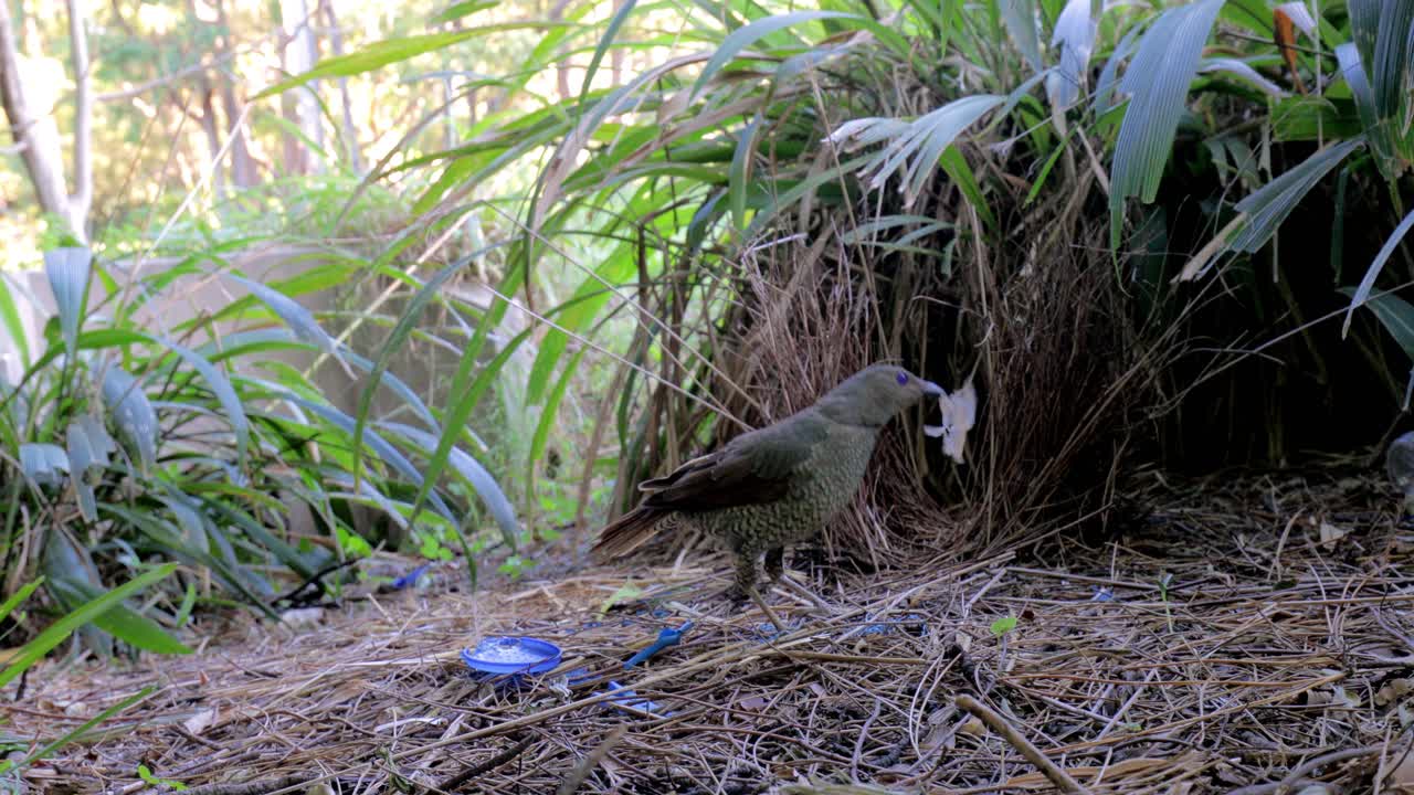 Female satin bowerbird checks out twigs and paper in mating bower, undisturbed by train passing close by.  Close-up, Locked down.