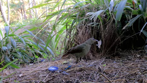 female satin bowerbird checks out twigs and paper in mating bower, undisturbed by train passing close by.  close-up, locked down.