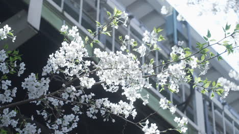 white flowers of cherry blossom on twigs against structure in tokyo, japan