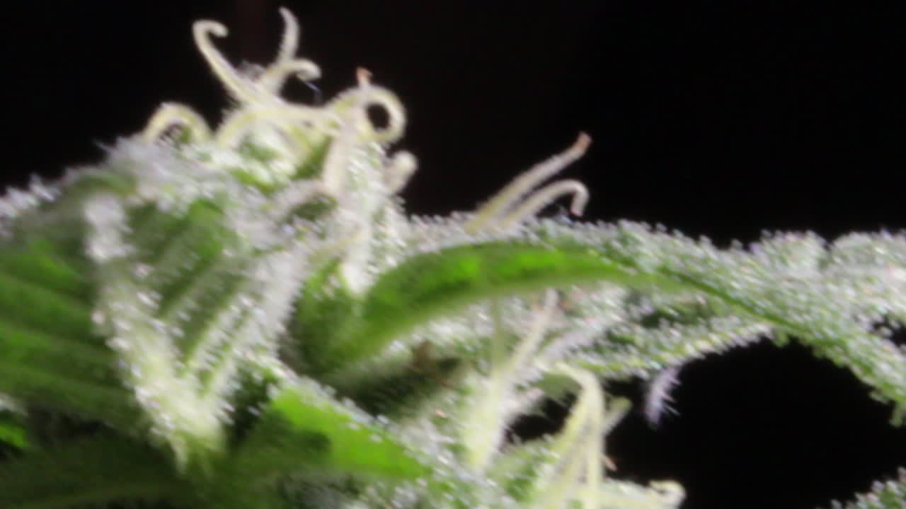 검은 바탕에 잎, 암술, 밀키 트리콤이 있는 인디카 암컷 마리화나 꽃봉오리의 확대된 모습