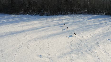 Herde-Von-Hirschen,-Die-Im-Sonnigen-Winter-Auf-Schneebedecktem-Boden-In-Den-Wald-Laufen