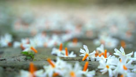 Nachtjasmin,-Seuli-Oder-Shefali-Blume-Ist-Die-Symbolblume-Des-Saradiya--Oder-Durga-Puja-Festivals-In-Der-Herbstsaison