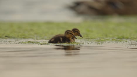 Young-ducklings-foraging-and-swimming-among-river-algae,-close-up