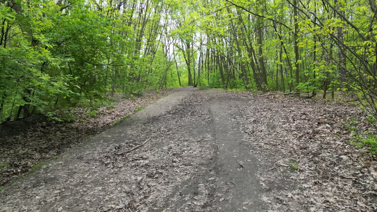 아름다운 여름 날 에 울창 한 초록색 과 풀 과 나무 들 이 있는 숲 을 산책 하는 것