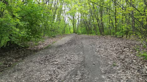 caminando por el bosque durante un hermoso día de verano con exuberante vegetación, hierba y árboles