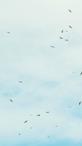 birds soaring in the sky