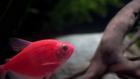 tetra fish genetically modified for fluorescence, seen in daylight