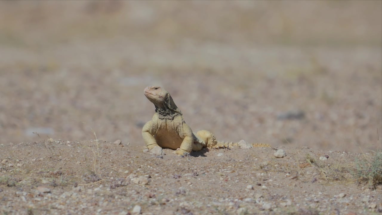 A spiny tailed lizard stretches out its body on bare desert ground, its elongated form and banded tail visible against the dry terrain.