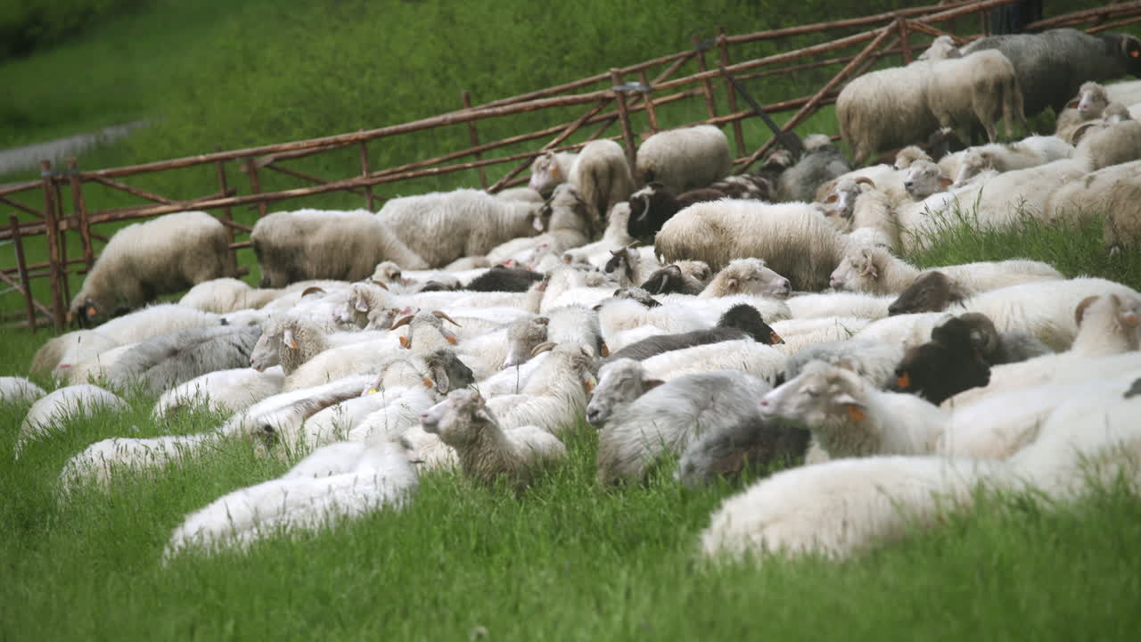 Flock of sheep laying on a green grass. Livestock resting on a pasture on a sunny spring day.