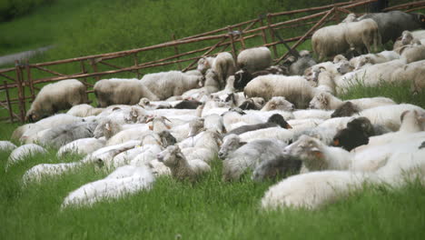 flock of sheep laying on a green grass. livestock resting on a pasture on a sunny spring day.
