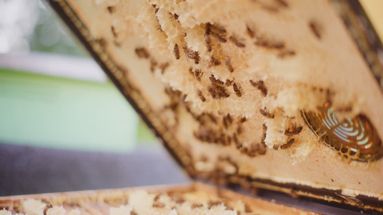 las abejas trabajan en la colmena