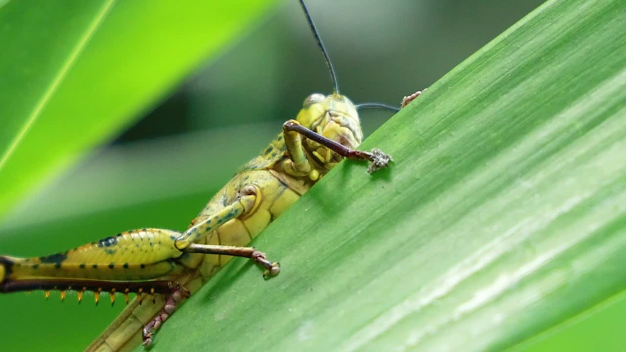 Detailed view of a grasshopper ascending a bright green leaf, showcasing its intricate features and natural habitat.