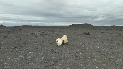 Ovejas-Salvajes-En-Islandia-Desierto-Paisaje-Volcánico-Aéreo