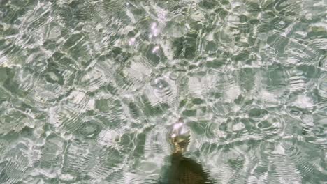 Clean-blue-flag-beaches-of-Halkidiki-Peninsula,-Greece