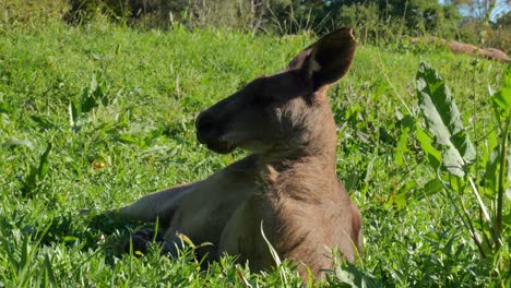 canguro gris oriental acostado y descansando en el campo en queensland, australia - de cerca