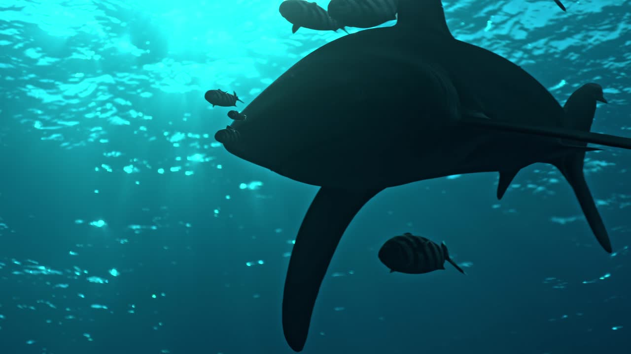 Encounter with Oceanic Whitetip shark (Carcharhinus longimanus) swimming through the deep blue waters of the Red Sea