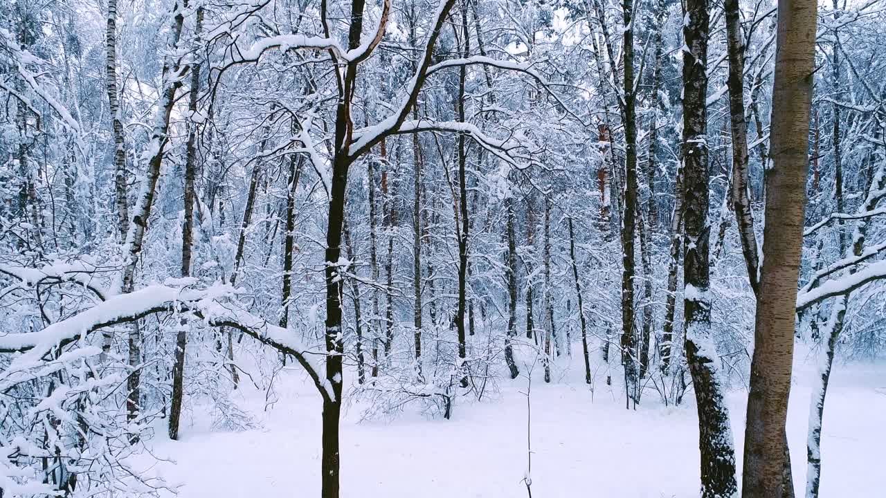 숲에 눈 덮인 가지입니다. 겨울 요정 배경