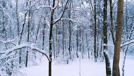 Snowy-branches-in-forest.-Winter-fairy-background