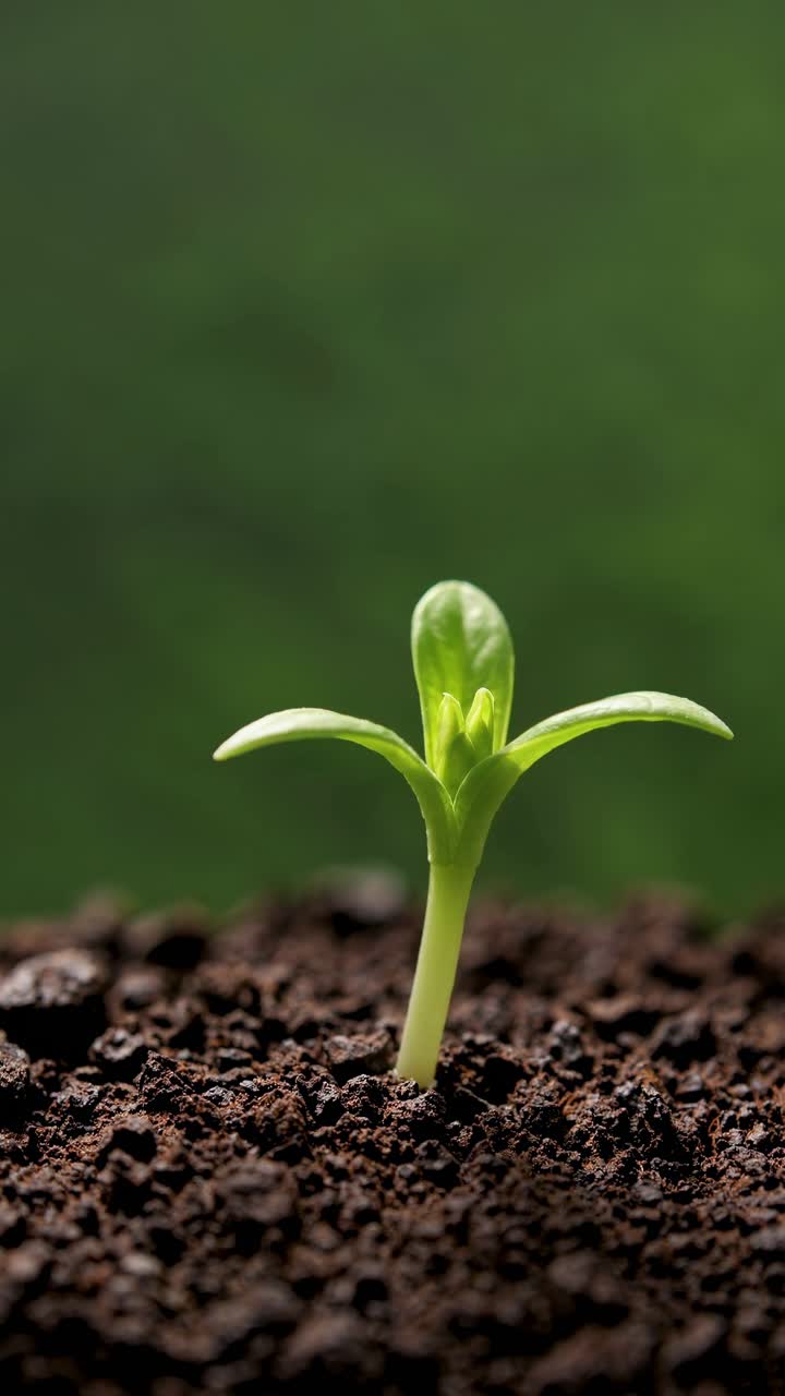 Close-up, low-angle shot of a small green sprout emerging from soil, symbolizing growth and renewal