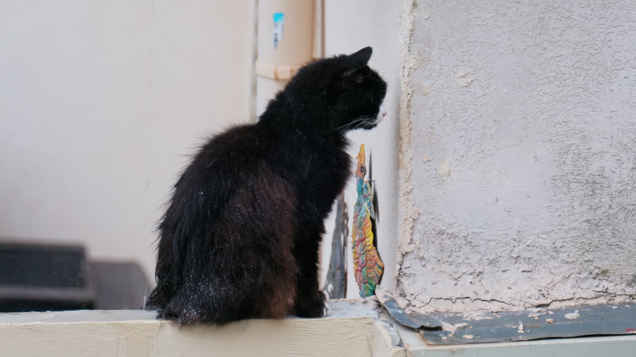Close up of a black cat sitting on a ledge in the rain