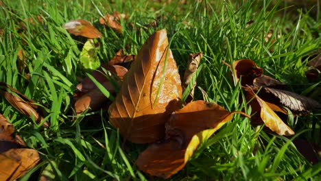 Braune-Blätter-Im-Grünen-Gras,-Nahaufnahme