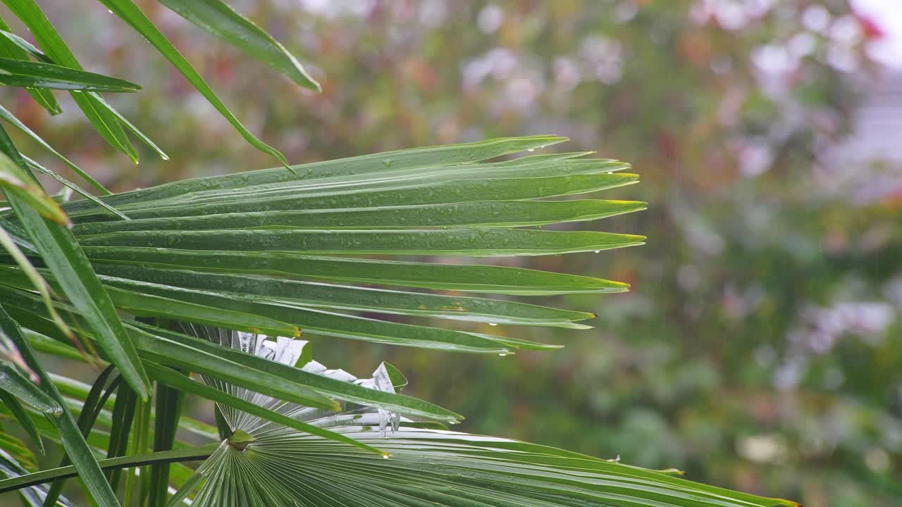 나무 잎 은 비가 오는 날 에 바람 에 날려 물방울 으로 여 있다