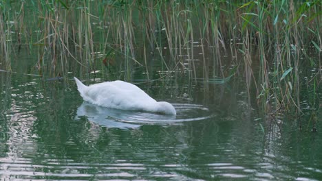 cisne mudo comiendo plantas submarinas cerca de la orilla