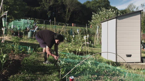 latin man on the side adjusting the nets of a vegetable crop in a yard at midday