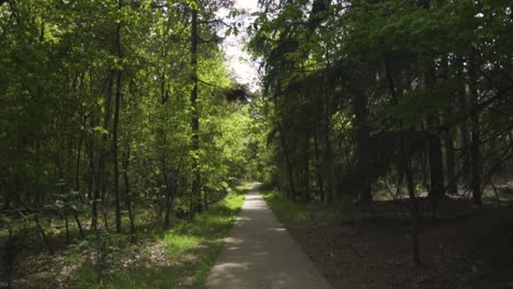 forest path in springtime