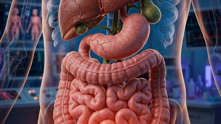 Stunning 3D animation of the human digestive system 3d liver, stomach and intestines, then close-up of intestinal coils