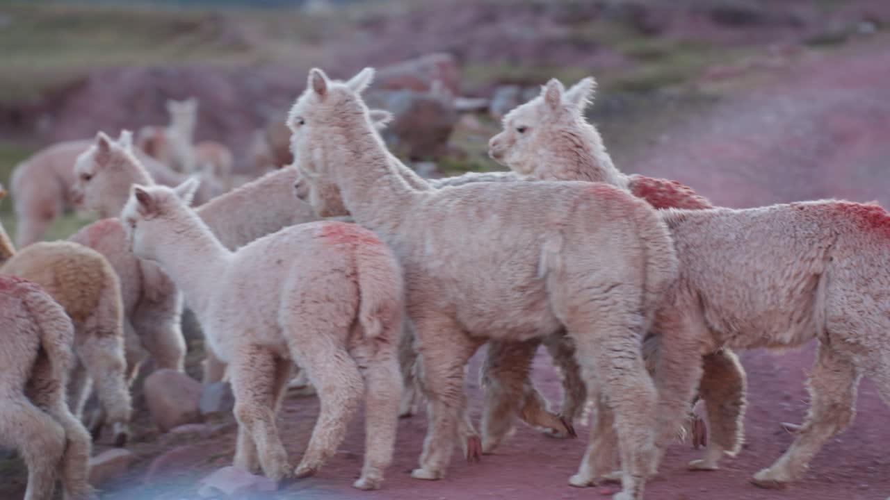 몇 마리의 알파카가 시골 길을 따라 평화롭게 먹이를 먹고 있습니다. 색의 반점이 그들의 한 털을 강조합니다.