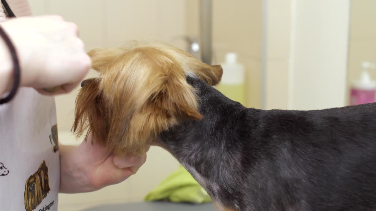 미용사는 작은 요크셔 테리어에게 헤어 스타일을 만니다.