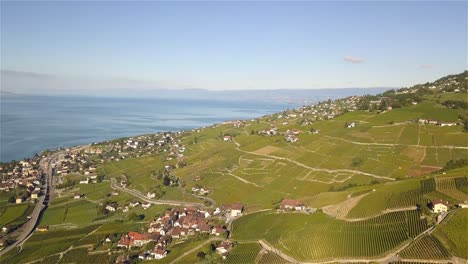 tiro de drones volando sobre los campos de uva de lavaux oron, wallis suiza con el lago de ginebra en el fondo en 4k