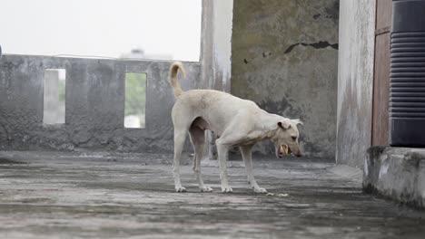 stray dog picking bread food and walking away