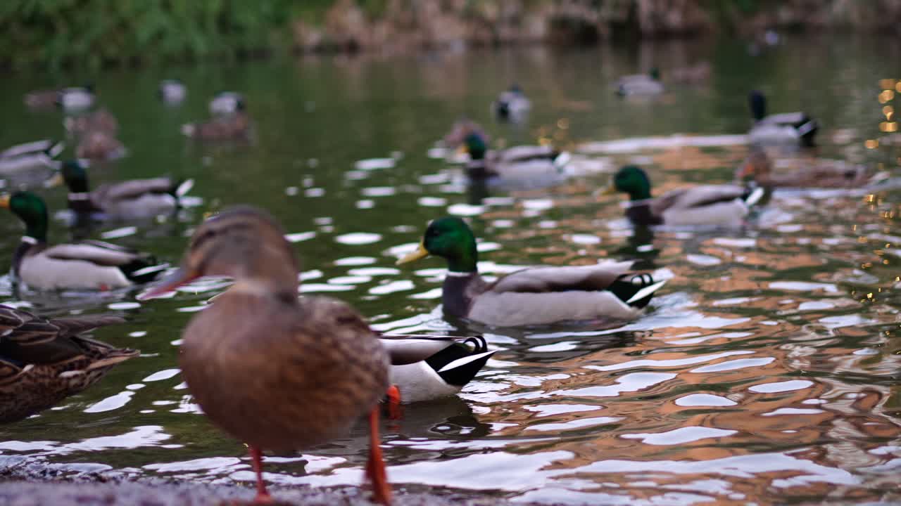 물 표면과 파도와 함께 오리 호수 연안의 느린 움직임