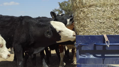 Cattle-grazing-on-hay-off-the-back-of-trailer