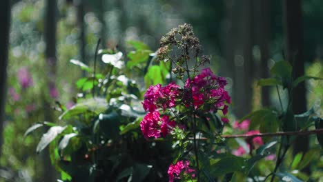 Static-slow-motion-shot-of-purple-flowers-with-a-blurry-garden-background