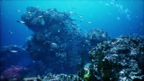 underwater coral reef scene