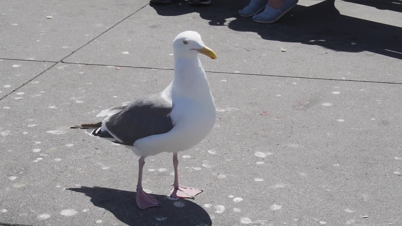 cámara lenta cerca de gaviota californiana en plaza en san francisco usa