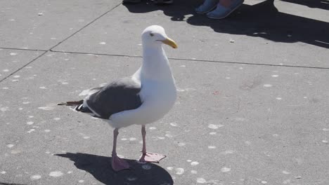 Slow-Motion-Close-Up-of-Californian-Seagull-at-Square-in-San-Francisco-USA