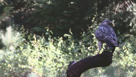 buitre común extendiendo alas mientras está encaramado en un tocón de árbol en un bosque