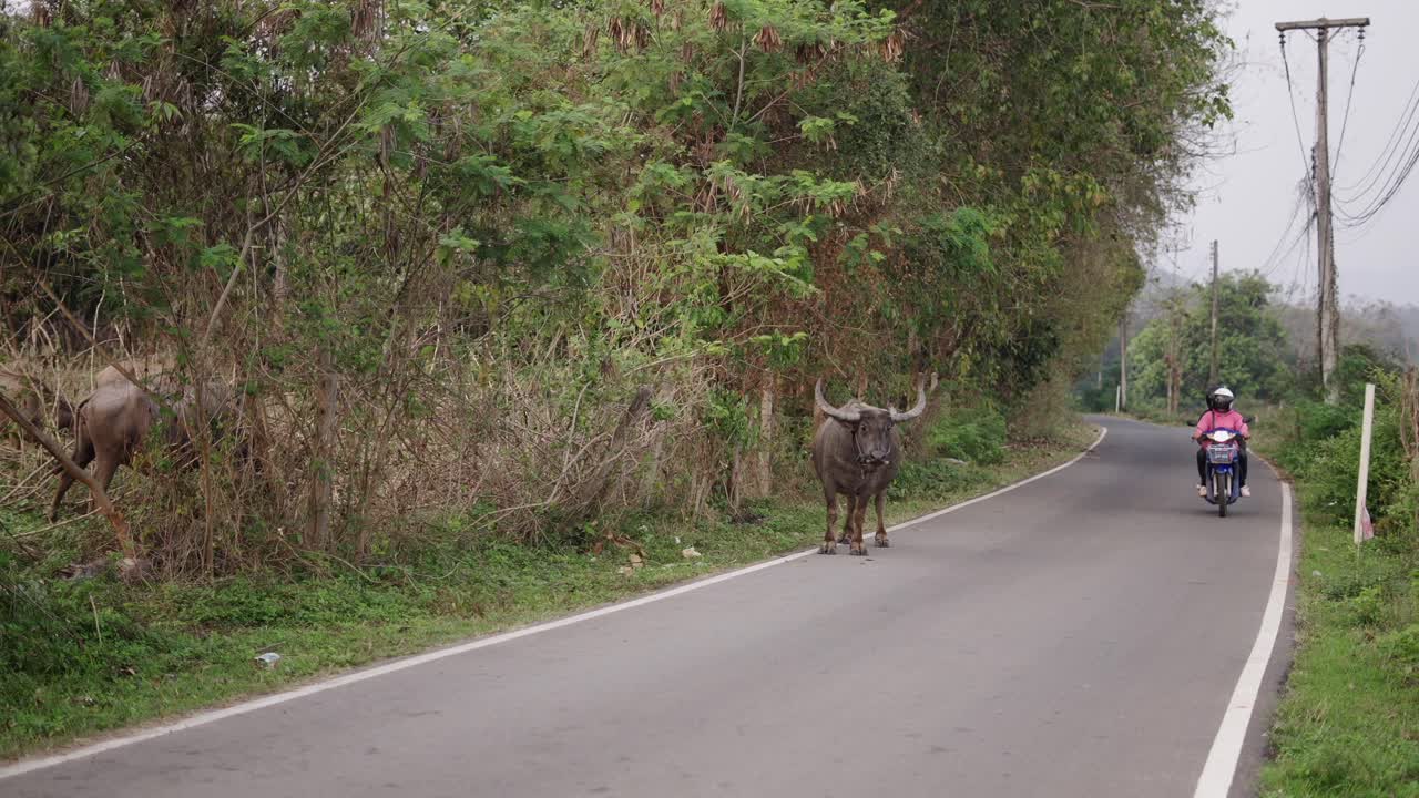 Water Buffalo Eating Leaves by a Rural Road