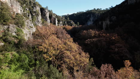 Bird-view-of-a-pine-forest-in-south-Germany-with-rock-cliffs