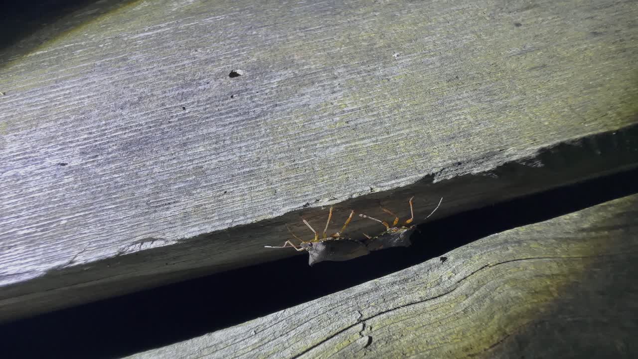 은 튼튼한 테이블의 균열 사이에서 짓기하는 숲 벌레 또는 은 다리 방패벌레 (pentatoma rufipes)