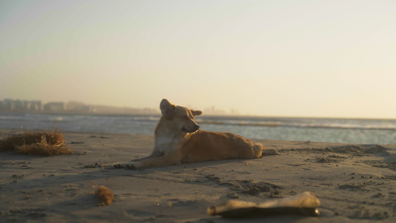 Close up clip of pale brown dog lying down on a flat rock, with beachside and rollng waves in the background on a sunny day