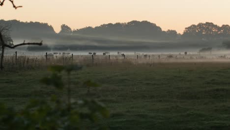 a flock of cows eating grass in the distance on a calm and misty morning with an orange sky